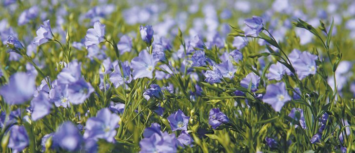 If flax growers can get their crop sequence right and properly manage the mycorrhiza population in the soil, there may be potential to save money on fertilizer.  |  File photo