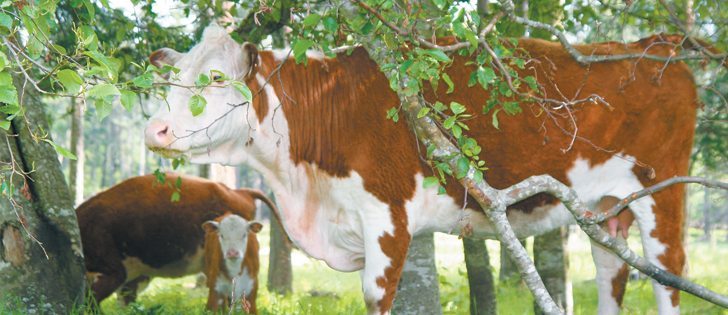 Finding the gene responsible for producing tender meat is difficult because of the complexity of the bovine genome.  |  File photo