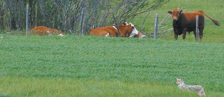 B.C. beef producers aren’t the only ones dealing with predator issues. Alberta producers want legislation changed so coyotes are classified as predators rather than pests. This would mean they can claim compensation when kills occur.  | File photo
