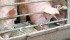 High feed prices may force producers to borrow more or throw in the towel, says the pork council president. | File photo