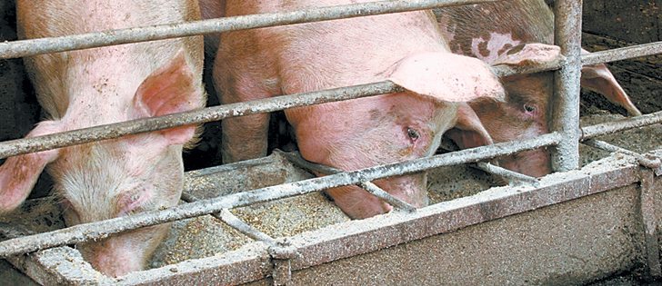 High feed prices may force producers to borrow more or throw in the towel, says the pork council president.  |  File photo