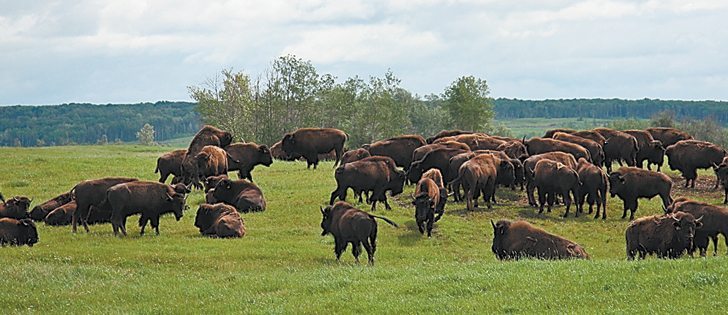 A roundworm parasite has been reported in bison in Belgium and in beef cattle in Florida, Wales and Australia. Researchers will examine herds in Manitoba and Saskatchewan this summer to determine its prevalence in farmed bison on the Prairies.  |  File photo