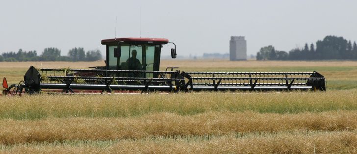 Many Manitoba canola growers are faced with unevenly maturing crops so correct timing and cooler temperatures are essential to avoid shattering.  |  File photo