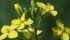 What appeared to be a bumper crop of canola heading into harvest has turned into a huge disappointment for some Manitoba growers.
| File photo