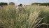 Although intermediate wheatgrass directs most nutrients into tall biomass, plant breeders believe it can be developed into a grain crop with shorter stalks. | Ron Lyseng photo