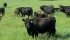 The Black Angus cattle herd observes attendees during the Organic Alberta day at Pine Terra. | Brenda Frick photo