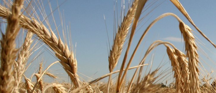 After a recommendation from the Western Standards Committee, a new barley class has been added to the Official Grain Grading Guide for varieties bred for good use. | Michael Raine photo