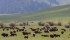 Bison producers can cash in on trends in niche markets and lean meats. | File photo