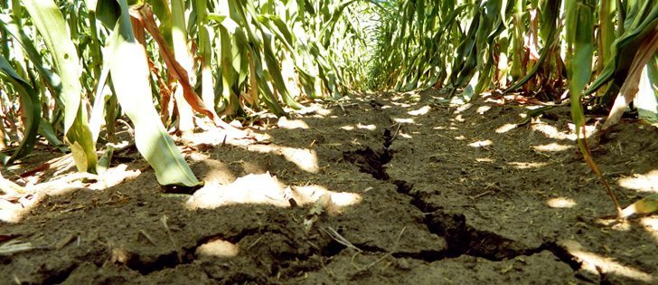 A drought-damaged corn field is pictured near Emery, Iowa, July 27. Although there was rain and cooler weather in some drought-hit areas last week, overall production is predicted to decline. | Reuters/Karl Plume photo