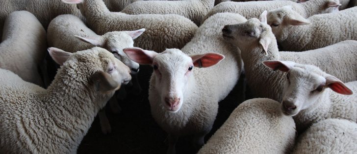 DNA testing has shown sheep have a diverse pool. | File photo