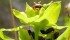 Two collection sites have helped to distribute more than 400,000 leafy spurge beetles throughout Saskatchewan this season. | File photo