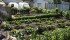 The market gardens use residential garden plots like this one in an urban backyard. | Dan Yates photo