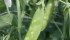 Recent hail on a healthy crop of peas at the University of Alberta research farm at St. Albert, Alberta, will make the crop more susceptible to disease. | Mary MacArthur photo