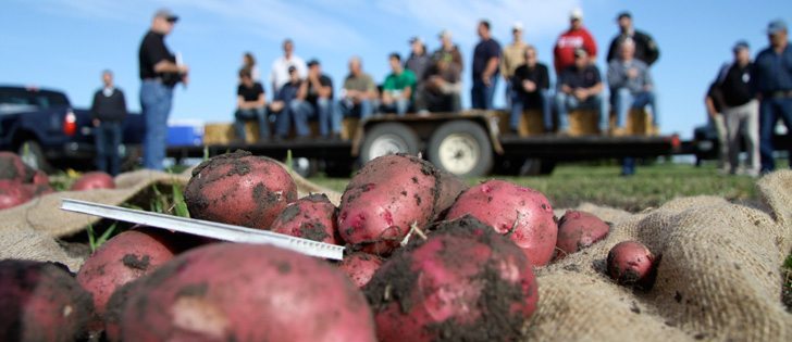 Growers and industry representatives look at potato varieties during a field tour held August 17 at the Canada-Manitoba Crop Diversification Centre near Carberry, Manitoba. Even with extreme heat and lack of rainfall in July, potato fields in Manitoba will likely generate above average yields in 2012. | Robert Arnason photo