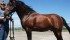 SR Dellta Force is a national champion Arabian and one of Sandy and Gord Hester's prized animals. The couple own about 35 horses and train and board several others of all breeds at S.R. Horse Training near Fort Macleod, Alberta. | Barb Glen photo
