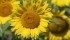 Sunflowers | File photo