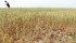 Crop analysts check out a wheat field, partially ravaged by locusts and drought, near the town of Neftekumsk, about 350 kilometres east of Stavropol, in the Black Sea region of Russia. | Reuters/Eduard Korniyenko photo