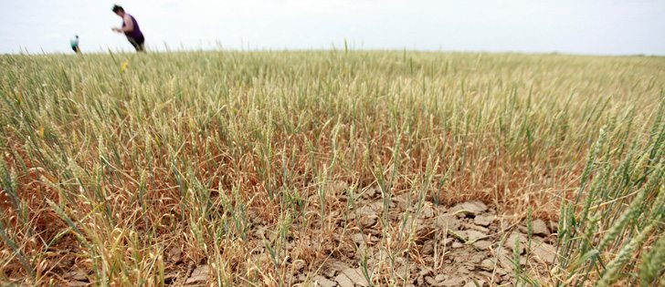 Crop analysts check out a wheat field, partially ravaged by locusts and drought, near the town of Neftekumsk, about 350 kilometres east of Stavropol, in the Black Sea region of Russia. | Reuters/Eduard Korniyenko photo