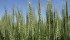 Wheat research not forgotten