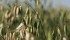 Horse owners are becoming aware of the nutritional value of oats over corn. | Michael Raine photo
