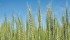 The CWB premium between 12.5 percent and 14.5 percent protein is 39 cents per bushel this year, while last year it was 78 cents. | File photo