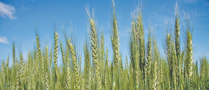 The CWB premium between 12.5 percent and 14.5 percent protein is 39 cents per bushel this year, while last year it was 78 cents.  |  File photo