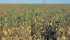 A large percentage of the chickpea crop is of exceptional quality this year. | File photo