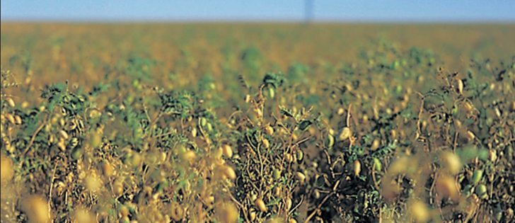 A large percentage of the chickpea crop is of exceptional quality this year.  |  File photo