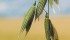 While the market for oats could change over the winter, more growers have been looking at winter wheat. | File photo