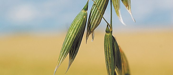 While the market for oats could change over the winter, more growers have been looking at winter wheat.  |  File photo