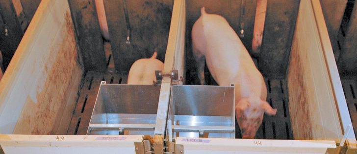 Canadian producers are losing money on every animal they sell and are calling on the federal government for help under the AgriRecovery program.  |  File photo