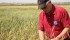 Mark Gibreau, a partner with Heritage Harvest farm near Strathmore, Alta., checks a field of Red Fife wheat. | Barbara Duckworth photo