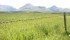 Properly managed pasture grass can be more profitable than cereal and grain crops when net returns are averaged over 10 years. | Barb Glen photo
