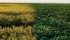 Glyphosate-tolerant canola and soybeans generally don’t meet this way, but when they encounter each other in a rotation, the combination requires careful field management, chemical and genetics choices. | photo illustration by Michelle Houlden