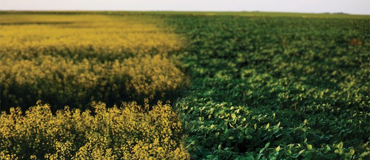 Glyphosate-tolerant canola and soybeans generally don’t meet this way, but when they encounter each other in a rotation, the combination requires careful field management, chemical and genetics choices.  |  photo illustration by Michelle Houlden