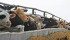 Many cattle producers are expressing relief at an agreement between international cattle processing giant JBS USA and the beleaguered Alberta-based XL Foods Inc.
| File photo