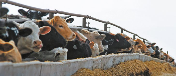Many cattle producers are expressing relief at an agreement between international cattle processing giant JBS USA and the beleaguered Alberta-based XL Foods Inc.  | File photo
