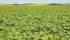 Half of the buckwheat grown in Manitoba heads to Japan to make noodles. | File photo