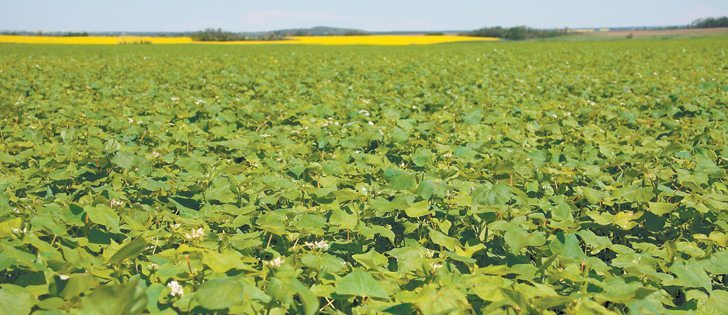 Half of the buckwheat grown in Manitoba heads to Japan to make noodles.  |  File photo