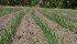 American farmers seeding winter wheat welcomed rain last weekend after enduring months of drought. More rain will be needed to help with germination and establishment before the crop goes into winter dormancy. | File photo