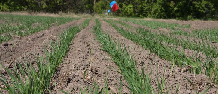 American farmers seeding winter wheat welcomed rain last weekend after enduring months of drought. More rain will be needed to help with germination and establishment before the crop goes into winter dormancy.  |  File photo