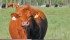Beef supply chain leaders need to work together. | File photo