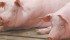 Feed can make up 75 percent of the cost of producing a pig, which results in surging production costs and massive losses when feed prices increase by 60 percent in less than two months. | File photo