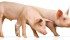 Livestock producers are on the verge of what could be a golden age of profitability, say analysts.
| File photo