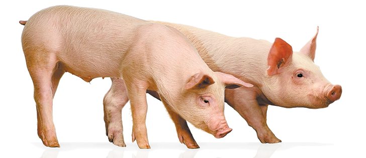 Livestock producers are on the verge of what could be a golden age of profitability, say analysts.  | File photo
