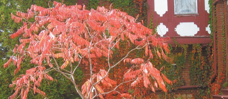 The sumac has brilliant red fall foliage.  |  Albert Parsons photo
