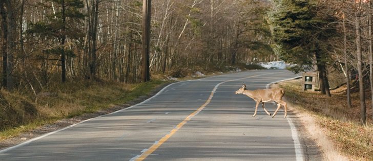 Animals never come out ahead when  wildlife meets car.  |  File photo