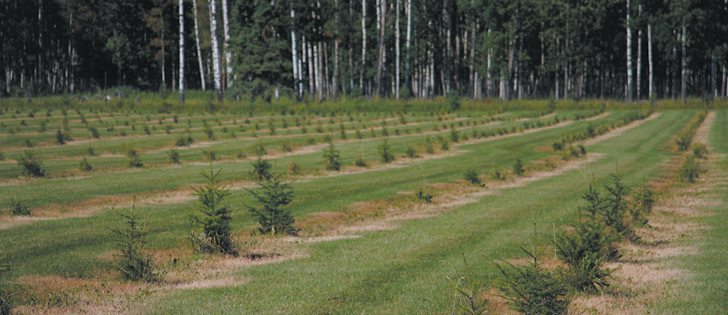 Shelter belts provide an ideal habitat for the many species of wild bees on the Prairies.  |  File photo