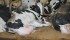 Ed Vandenburg said his dairy cows spend more time lying down since he replaced their usual wood shavings bedding with dry manure from his new separator. He expects fewer problems with leg sores and wood splinters. | Barb Glen photo