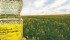 Canola yields fell far short of early estimates this year. | File photo